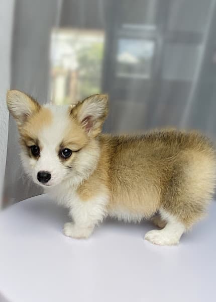 Hình ảnh HanaBoi Pet House BMT - 3