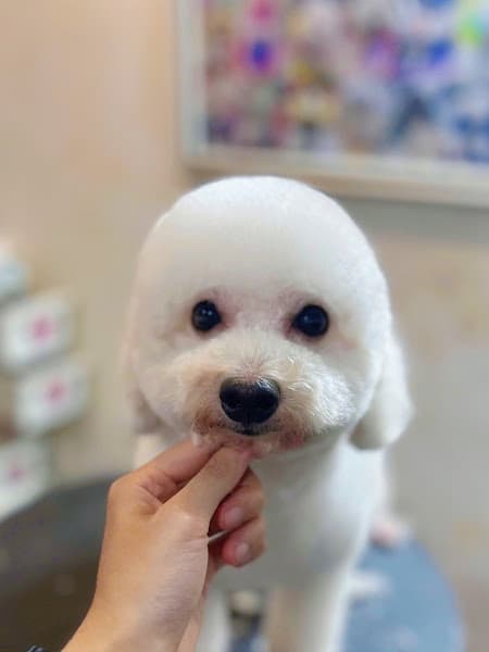 Hình ảnh Pet Home DA NANG ( Cắt tỉa, tắm Thú Cưng ) 애완 동물 가게, Pet Store - 4