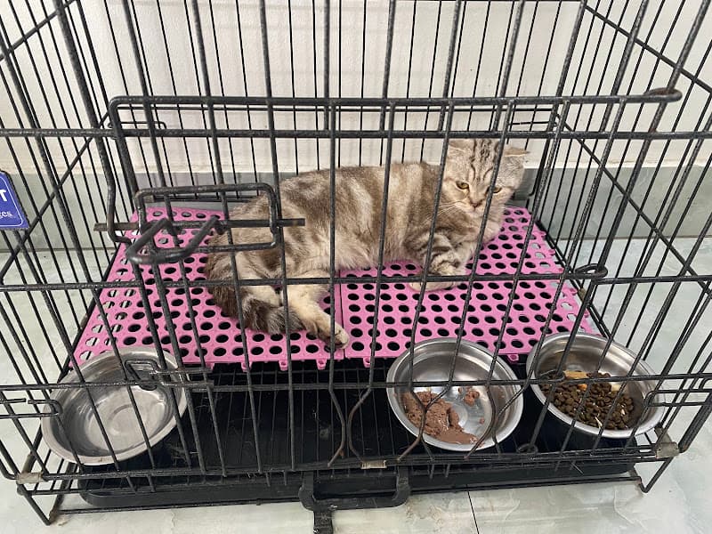 Phòng Thú Y T - Pet Yên Phong