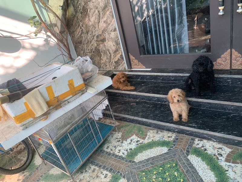 Hình ảnh King Pet Siêu Thị Chó Mèo - 2