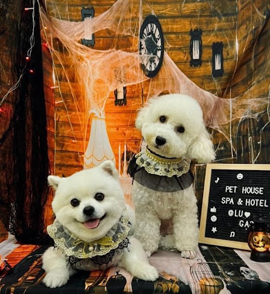 Hình ảnh Pet House - 8