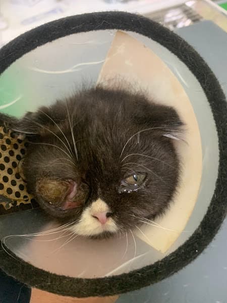 Ảnh bìa Phòng khám Thú y Bắc Ninh