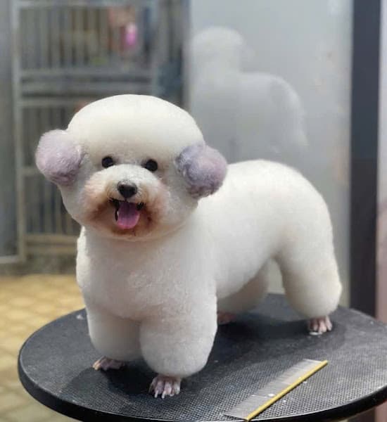 Hình ảnh Tiệm chăm sóc thú cưng Bắp Lùn - 3