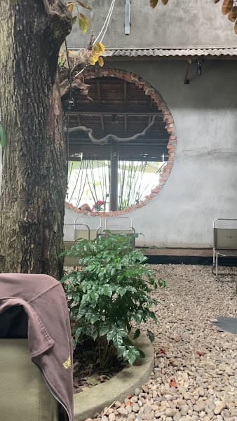 Hình ảnh Nấm coffee - 3