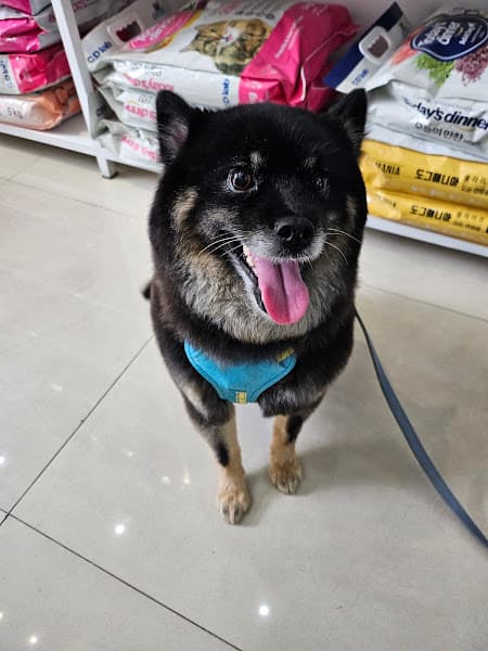 Hình ảnh Lio Home Pet - 2