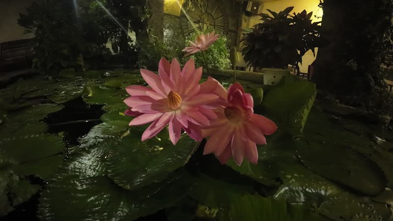 Hình ảnh May a coffee 98 Sư Vạn Hạnh Pleiku Gia Lai - 7