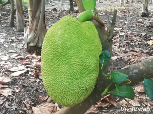 Hình ảnh Vườn Du lịch trái cây Tám Lệ - 3