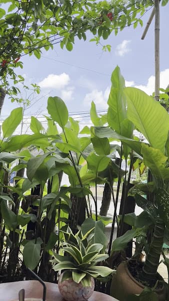 Hình ảnh Nấm- Coffe Milk Tea🍄🍄 - 7