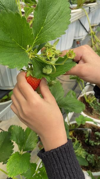 Hình ảnh Vườn Dâu B-Farm Đà Lạt - 2