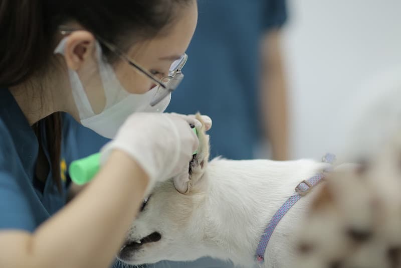 Ảnh bìa Bệnh Viện Thú Y Bắc Ninh Helios