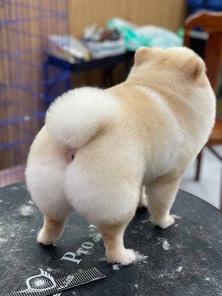 Hình ảnh Bệnh Viện Thú Y Chợ Mới - 3