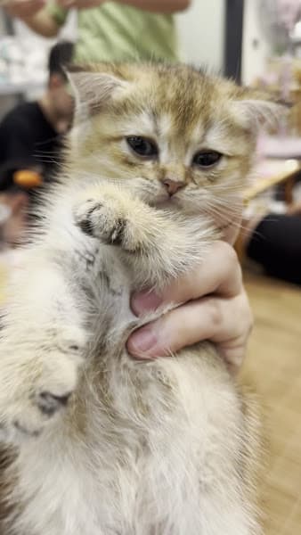 Hình ảnh Meow Tea - Tiệm cafe mèo - 2