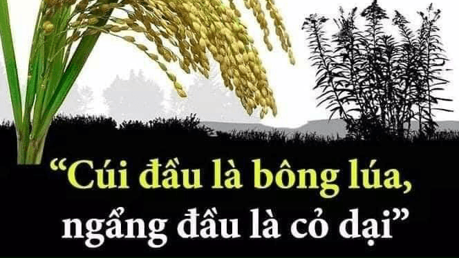 Hình ảnh Phở Việt Hà Nội - 4