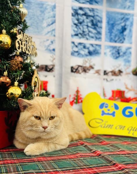 Hình ảnh GU Pet Shop Mỹ Tho - 2