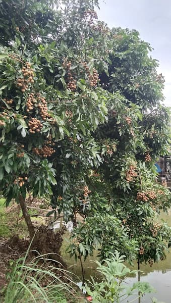 Hình ảnh Vườn Trái cây Bi Bo - 3