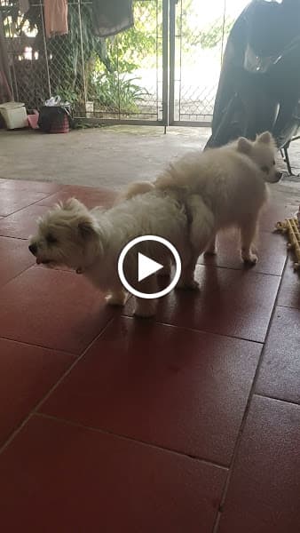 Hình ảnh Phòng Khám Thú Y THÁI HÀ - THÁI BÌNH - 3