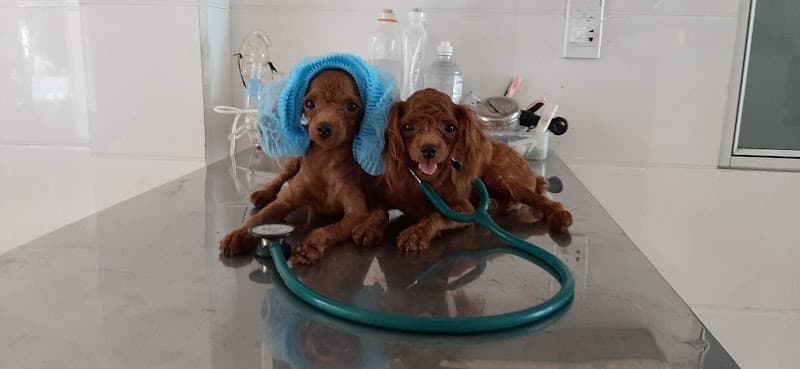 Hình ảnh SAOvet Hải Phòng - 10