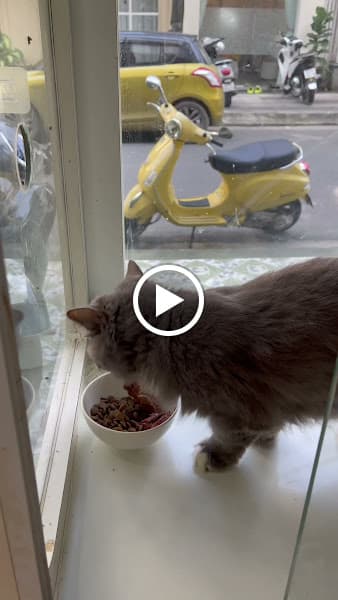 Hình ảnh Mouse Pet Shop & SPA ( Hotel ) - Khách Sạn Thú Cưng - 2