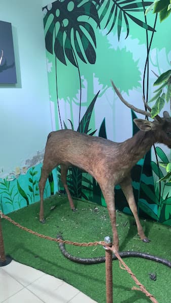 Hình ảnh Bảo tàng Thiên nhiên duyên hải miền Trung - 3