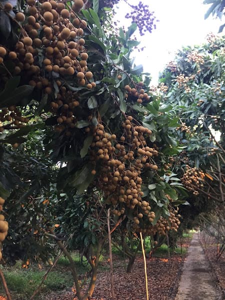 Ảnh bìa Điểm tham quan vườn trái cây sinh thái Hai Thuỷ