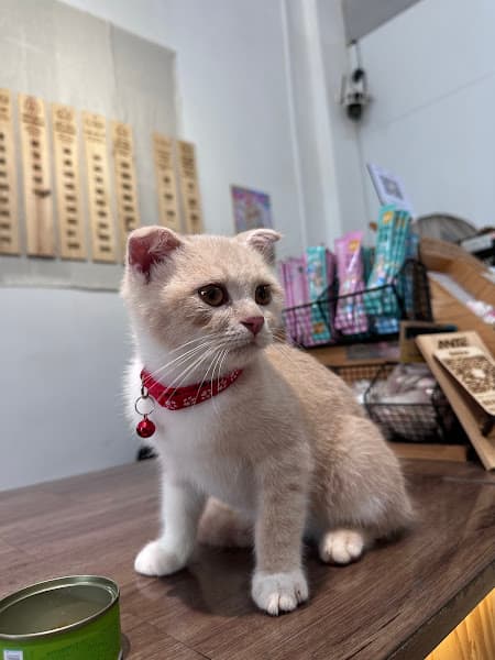 Hình ảnh Pet Home - Gia Đình & Thú Cưng BMT - 3