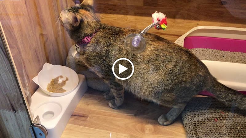 Hình ảnh Trông Giữ Chó Mèo HCM - 3