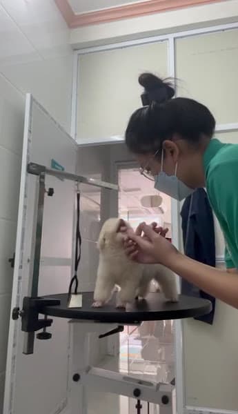 Hình ảnh Phòng Khám Thú Y PET LIBERTY - 3