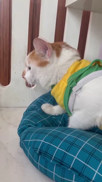 Hình ảnh Phòng khám thú y Bảo Lộc- Thú y Hi Pet - 3