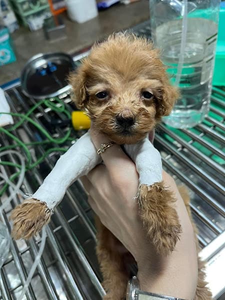 Hình ảnh Phòng Khám Thú Y iLike Pets - Petshop Thú Cưng - Spa Chó Mèo - 2