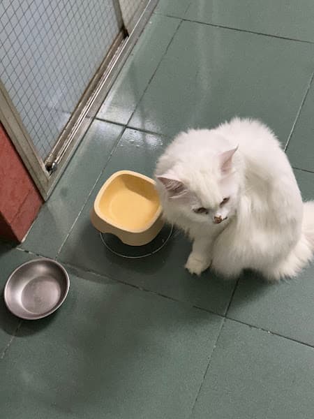 Hình ảnh CHAIEN PET SHOP & VET CLINIC ( Cửa hàng Thức Ăn và Thú Y ) - 4