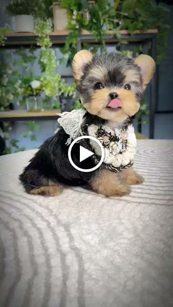 Hình ảnh Shop Thú Cưng Mập Pet House | Địa Chỉ Bán Chó Mèo Cảnh & DV Khách Sạn Thú Cưng Uy Tín - 3