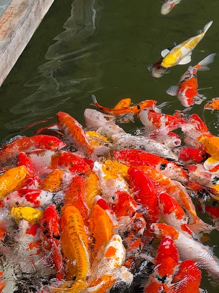 Khu rừng cổ tích