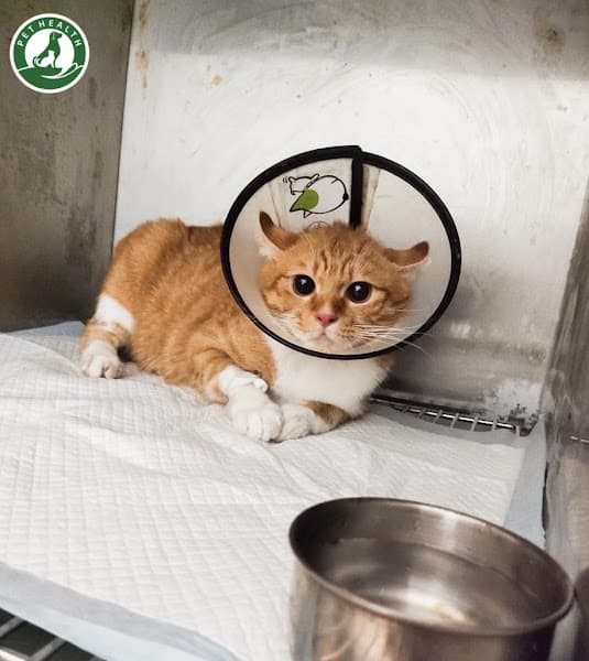 Hình ảnh Bệnh viện thú y Pethealth Hạ Long - 5