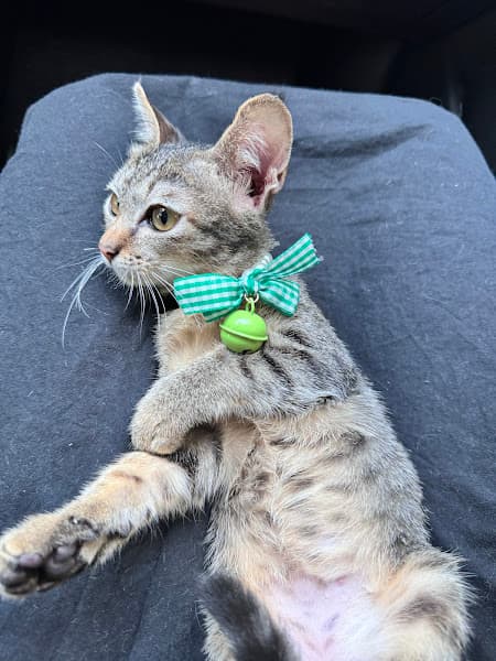 Hình ảnh Kawaii Pet Salon - 3