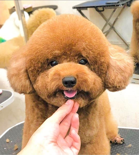 Hình ảnh MiLa Pet Lương Tài - Cửa Hàng Thú Cưng - 2