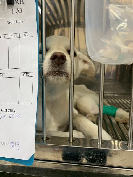 Hình ảnh Trung Tâm Chăm Sóc Chó Mèo Pet Care - 2