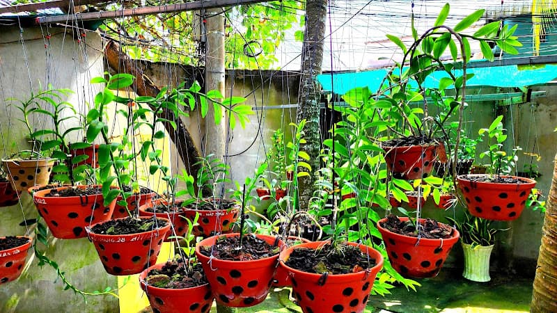 Hình ảnh Cafe Võng Sân Vườn Minh Thư - 3