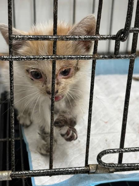 Phòng Khám Thú Y - Cấp Cứu Thú Y - Chăm Sóc Thú Y Go Vet 24/24