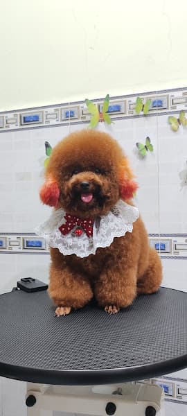 Hình ảnh Spa Mèo Cam - 2