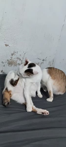 Hình ảnh Tiệm giặt 149 - 2