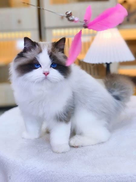 Hình ảnh Mây Pet & Spa - 4