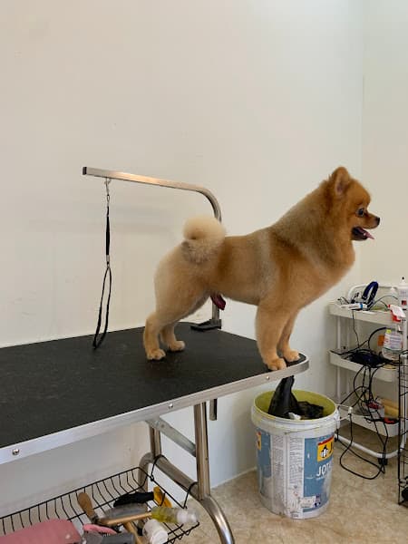 Hình ảnh Vết - Spa chó mèo - 4