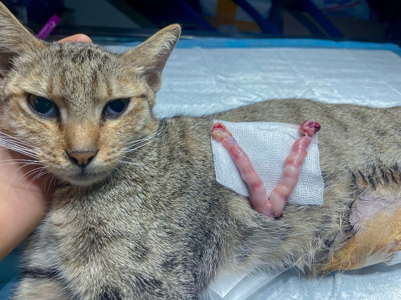 Hình ảnh Phòng Khám Thú Y BS Tiến - 5