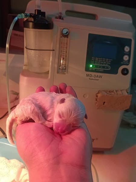 Phòng Khám Thú Y Gia Lai – Dương Cốc