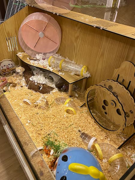 Hình ảnh Home Pet's - Chuột Hamster Hải Phòng - 7