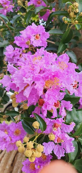 Hình ảnh Cháo Lươn Điền Ngần - 3