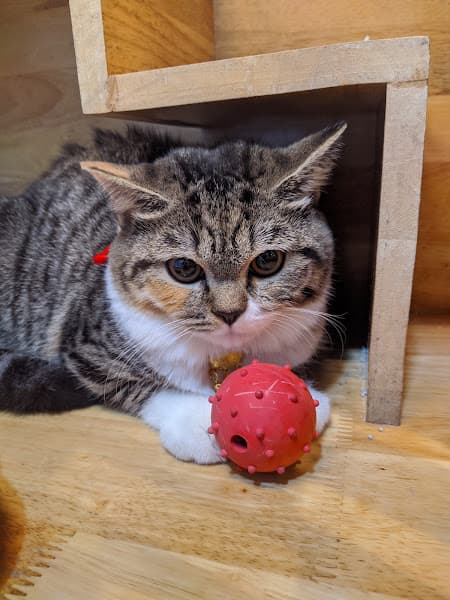 Hình ảnh ZinZin PetHome - Spa & Hotel - Siêu Thị Thú Cưng - 3