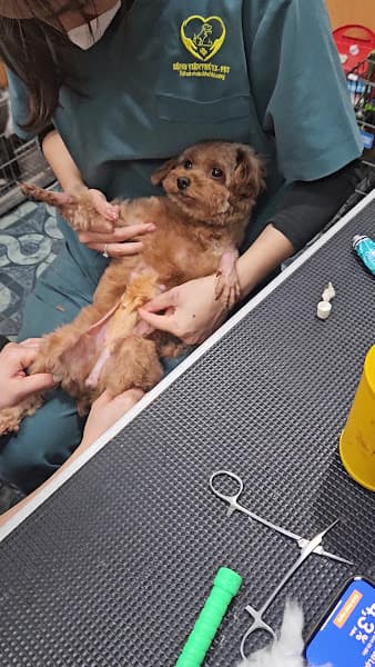 Hình ảnh Phòng khám thú y K-Pet - 5