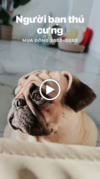 Hình ảnh Goody Pet HOTEL - 2