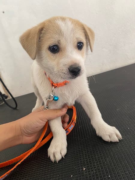 Hình ảnh Thu Hương Pet Care - 3